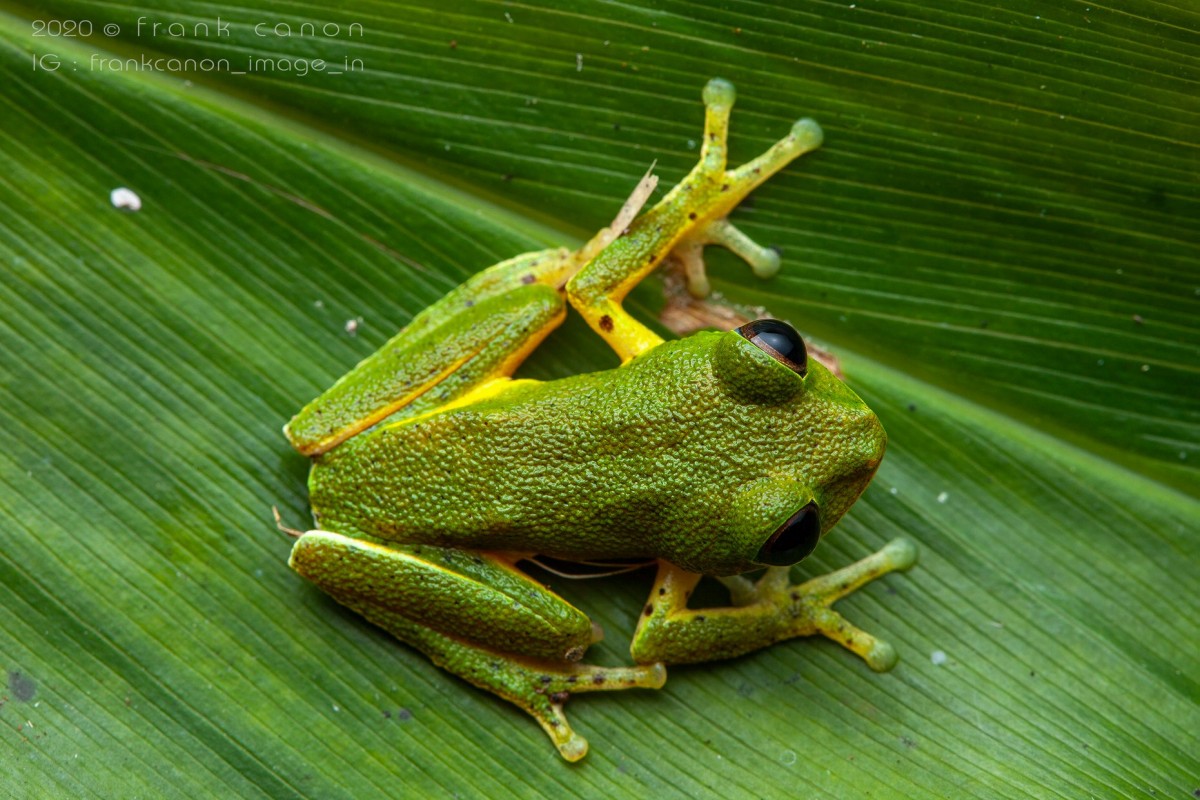 Pseudophilautus poppiae Megaskumbura & Manamendra-Arachcchi, 2005